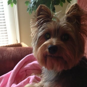 dog grooming atlanta dog grooming atlanta