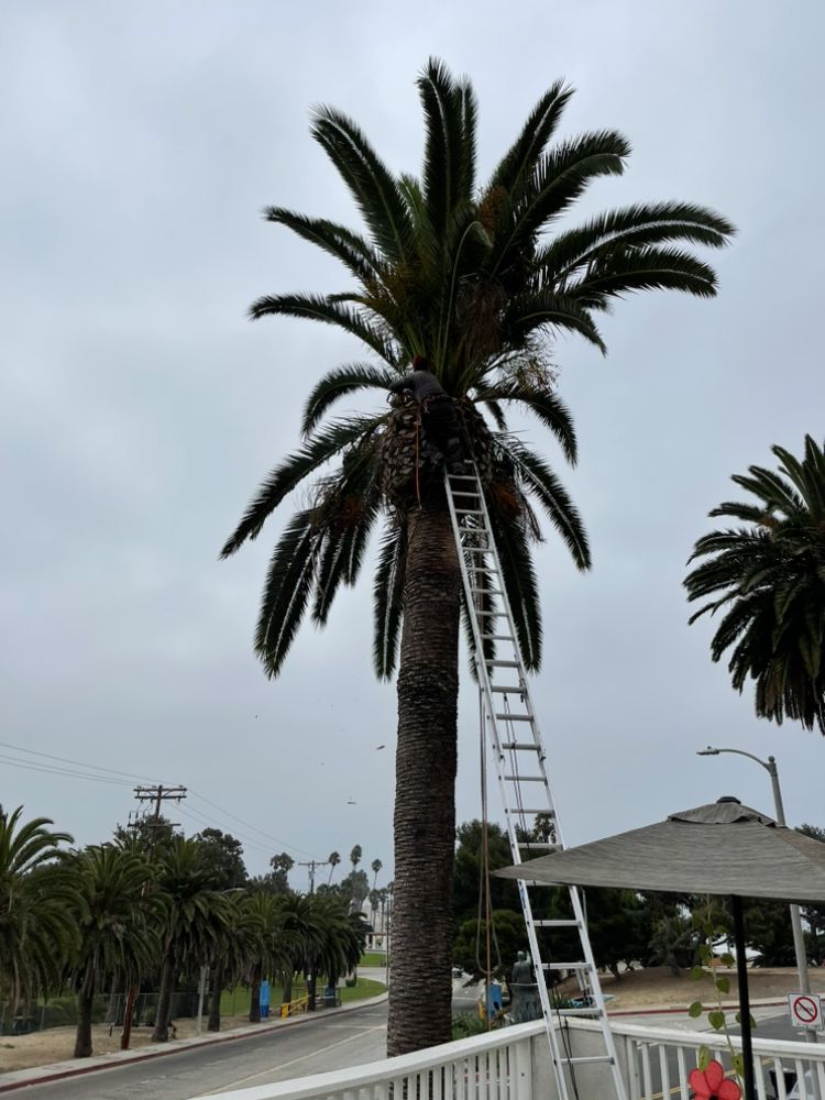 MGA Tree Service