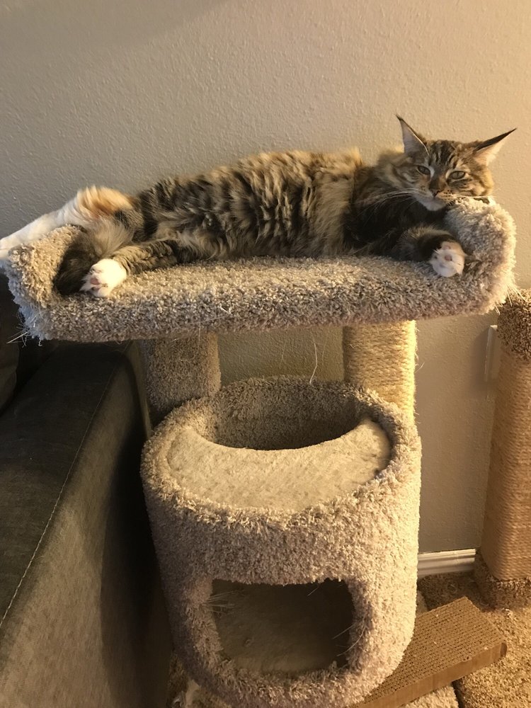 California Cat Center 58 Photos & 85 Reviews Pet Sitting 7048 Sophia Ave, Van Nuys, Van