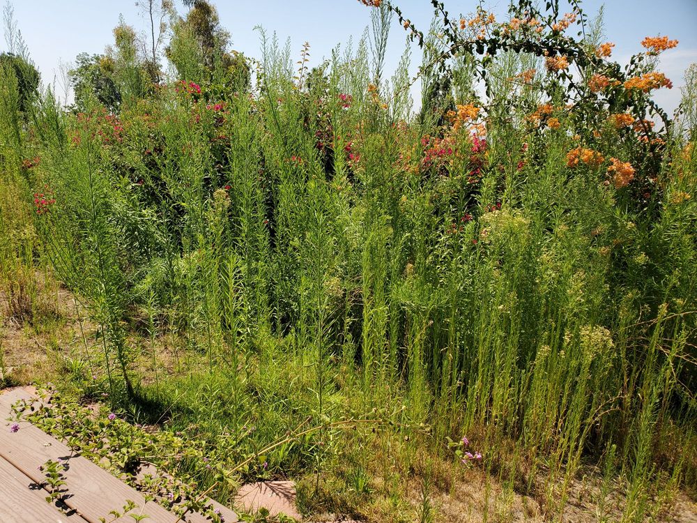 Lopez Gardening Services