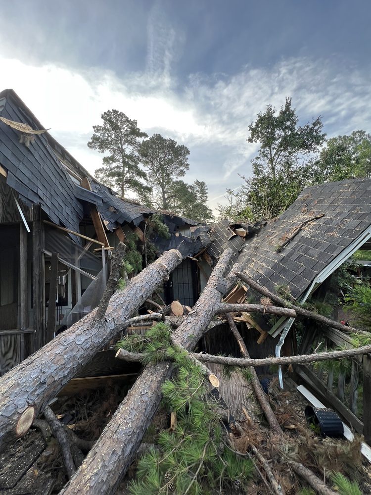 Cut tree texas