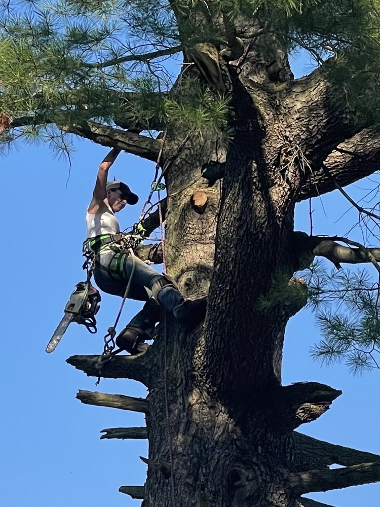 Family Tree Service