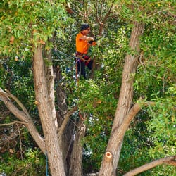 Sequoia Tree Service 57 Photos 42 Reviews Services 4900 Photo Of Sequoia Tree Service Oakland Ca United States