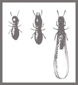 Connors Pest Protection