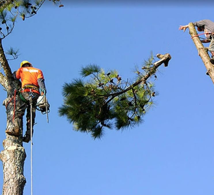 Dave & Jo's Tree Service & Stump Grinding