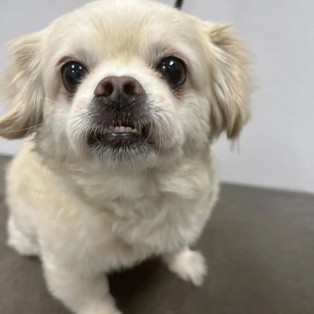 Splash and Dash Groomerie & Boutique