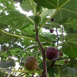 My Italian Fig Tree Nurseries Gardening 12 Baldwin St Ord Photo Of My Italian Fig Tree Ord Ct United States Yes