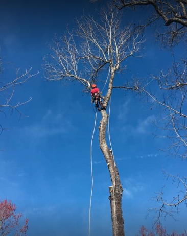 Just In Time Tree Care