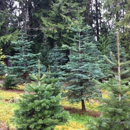 tree patch christmas tree farm 10 photos christmas tree patch christmas tree farm 10 photos christmas