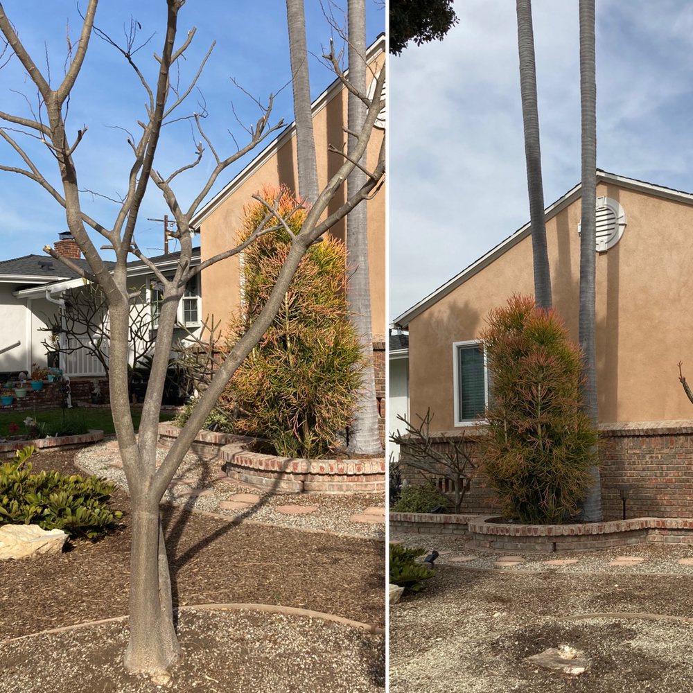 J's Tree Trimming & Land Care