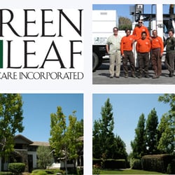 Tree Services In Chula Vista Yelp Green Leaf Tree Care Inc