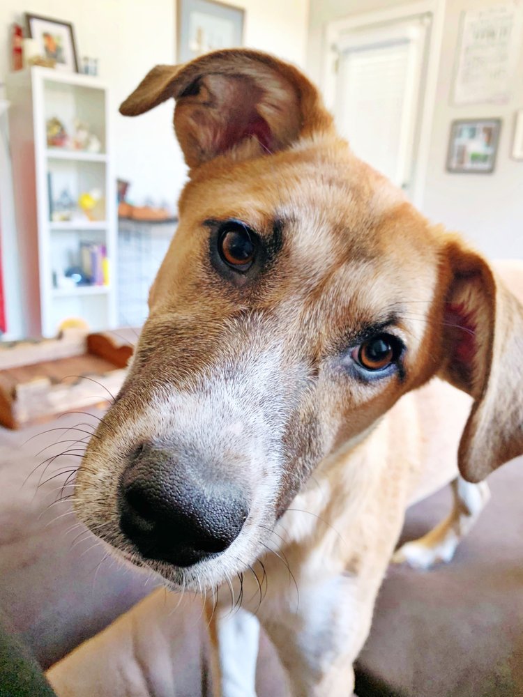 Four Legged Care
