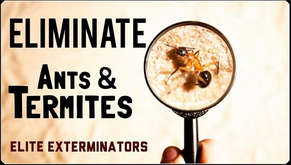 Elite-Exterminators-Belton