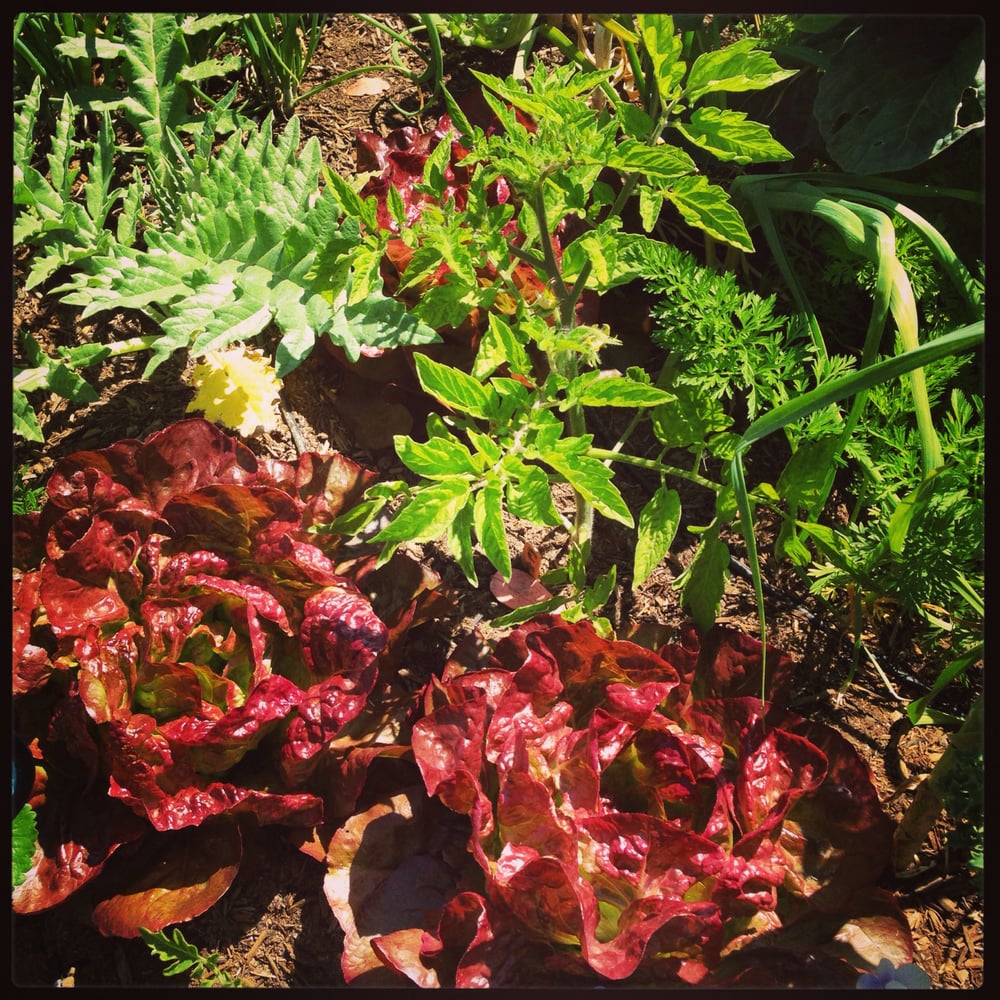 First Earth Gardens