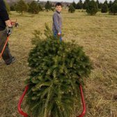 photo of middleburg christmas tree farm round hill va united states - Middleburg Christmas Tree Farm photo of middleburg christmas tree farm round hill va united states - Middleburg Christmas Tree Farm