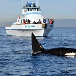 Redondo Beach Sportfishing Whale Watch 87 Photos 88 Reviews Photo Of Redondo Beach Sportfishing Whale Watch Ca United States