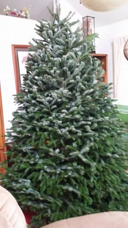 tajiri s richard christmas trees 16 photos 12 reviews tajiri s richard christmas trees 16 photos 12 reviews