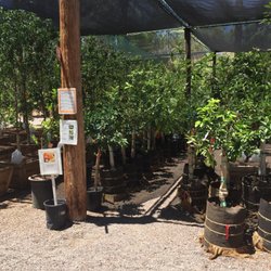 Greenfield Citrus Nursery 16 Photos 13 Reviews Nurseries Photo Of Greenfield Citrus Nursery Mesa Az United States