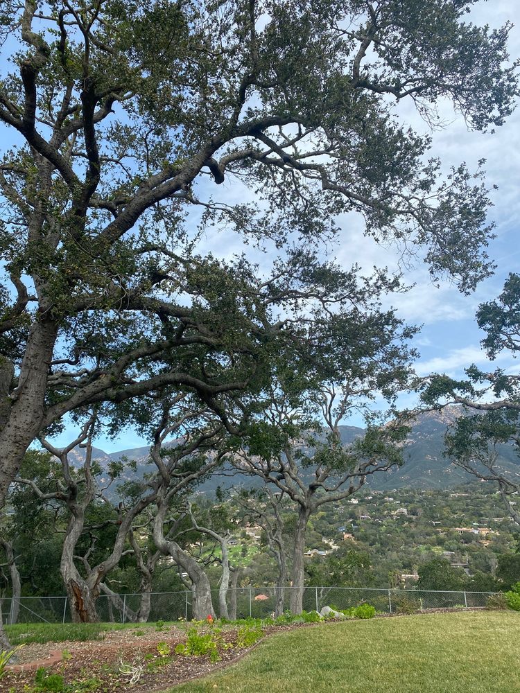 TLC Tree Services