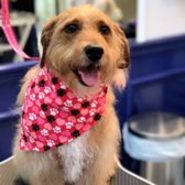 Photo of Vanderpump Dogs - Los Angeles, CA, United States. Lily is so happy!!! Thank you Pua!!!