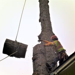 marin tree service san rafael photo of agrifolia tree care marin ca united states 26 photos 20 reviews services marin marin tree service san rafael photo of agrifolia tree care marin ca united states 26 photos 20 reviews services marin