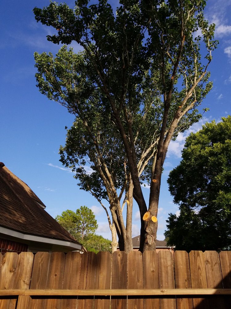 LMS Tree Service