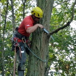 Tree Service Middlebury  Photo of Weise Choice Tree Services - Middlebury, CT, United States. Handsawing Black