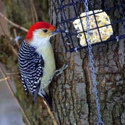 wild birds unlimited bird shops 386 columbia rd wild birds unlimited bird shops 386 columbia rd