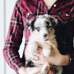 puppy barn american fork puppy barn 38 photos 53 reviews pet stores 364 e state st american fork ut puppy barn american fork puppy barn 38 photos 53 reviews pet stores 364 e state st american fork ut