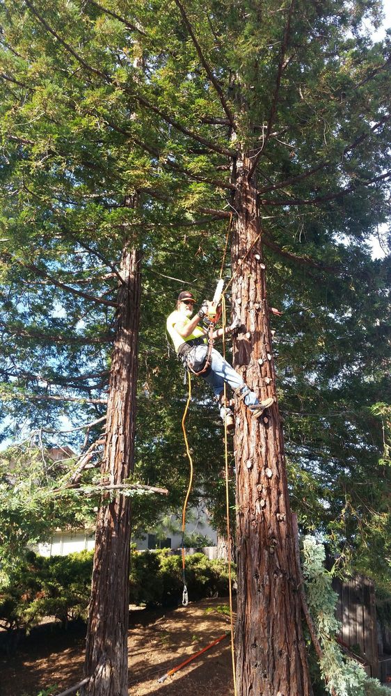 Reasonable Tree Services