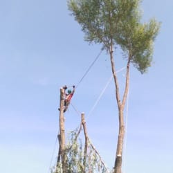 artistic tree care 14