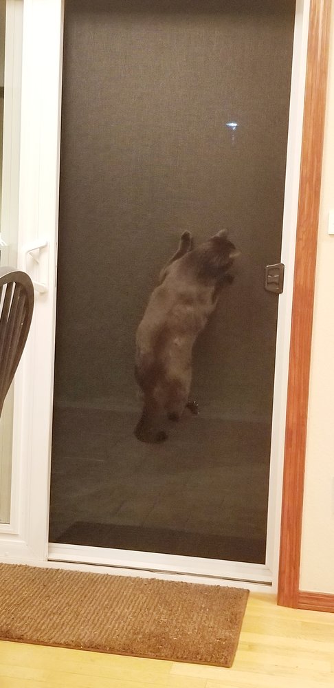 Right Now Window Screens