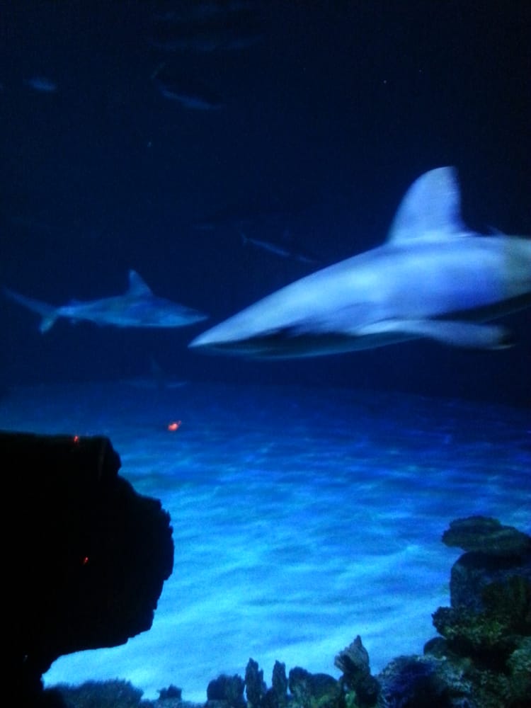 shark reef aquarium 2641 photos 891 reviews aquariums 3950 s