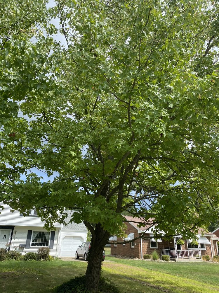 Top Notch Trees