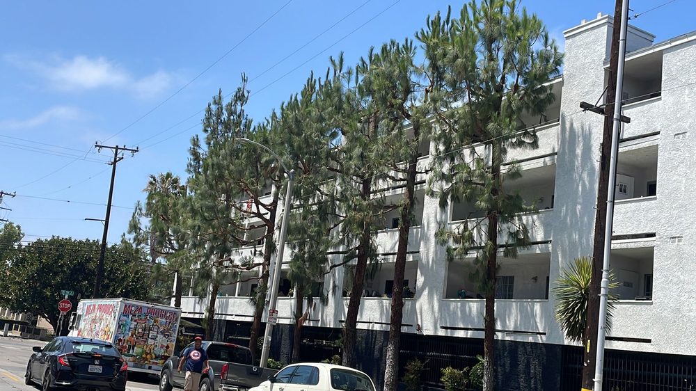 Ramiros Tree Care