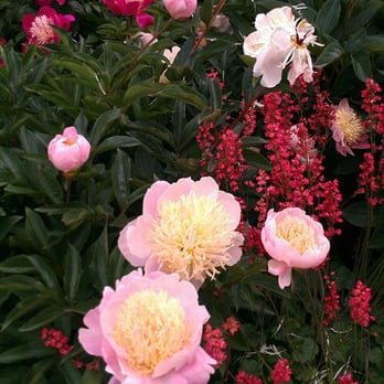 Adelman Peony Gardens - 54 Photos & 16 Reviews - Nurseries & Gardening