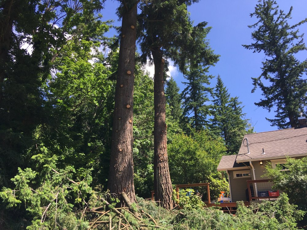 Rich Ternan Tree Service