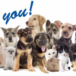 Scranton times classifieds pets