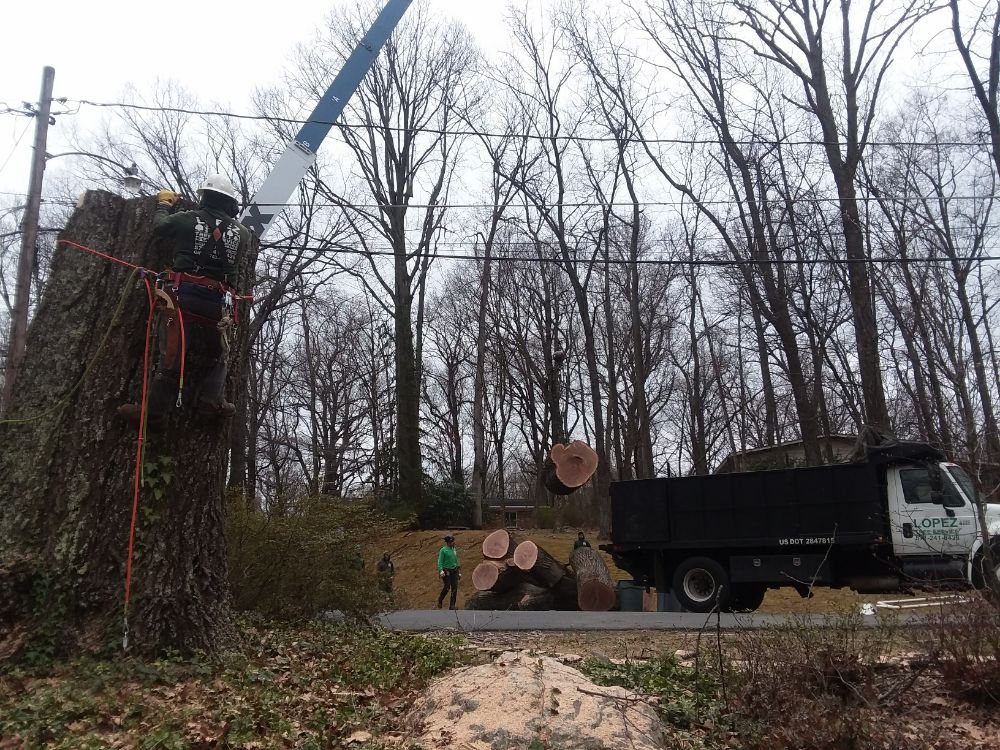Lopez Tree Services