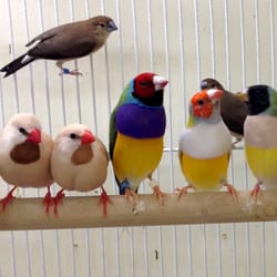 world of birds 18 photos pet stores 15 perry st world of birds 18 photos pet stores 15 perry st