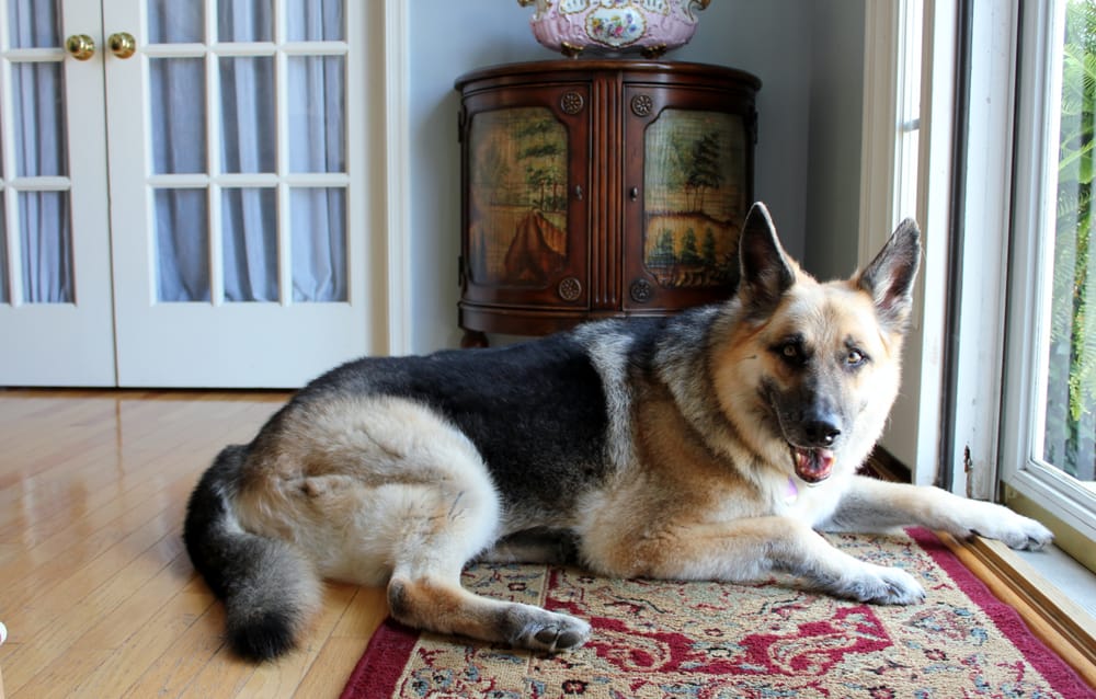 Veterinary Housecall Services Veterinarians 2100 Concord Blvd