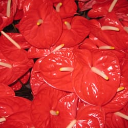 Hawaii's Tropical Flowers gift card