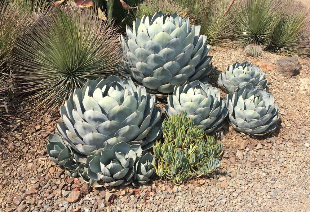 Sierra Landscape Services
