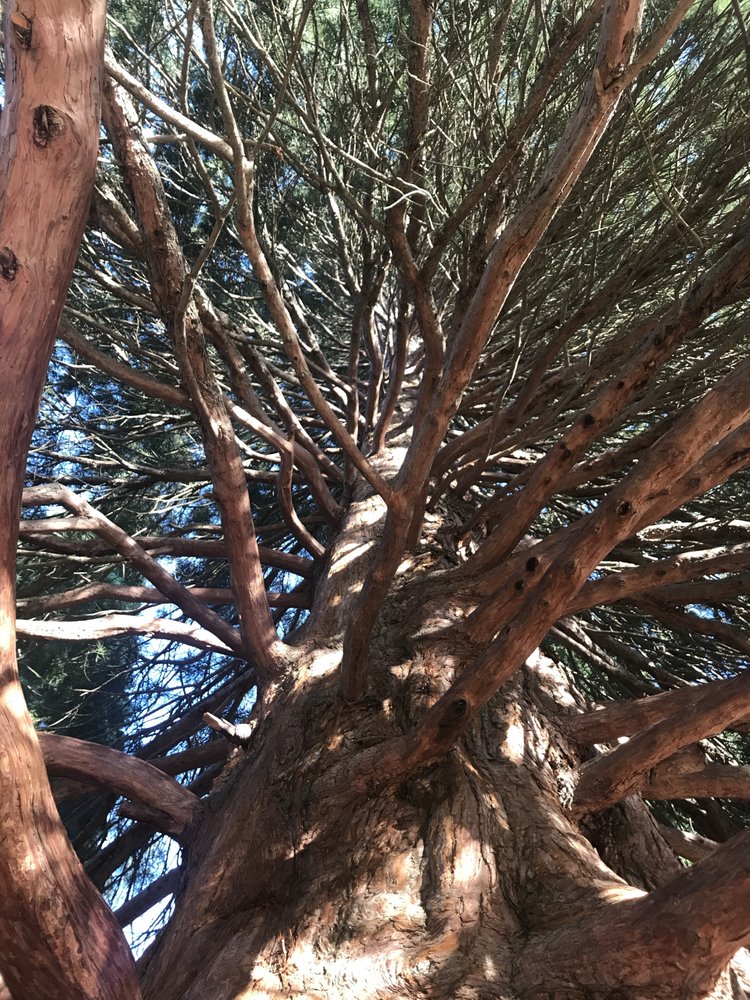 Integrated Arboricultural Solutions