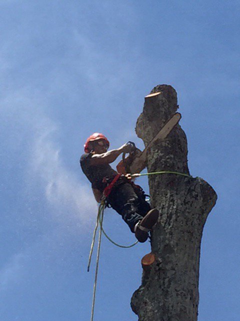 Trim Pro Tree & Landscaping