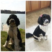 dog grooming canton mi dog grooming canton mi