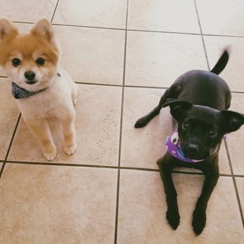 Mutt Cutts Dog Grooming Reviews Mutt Cutts Dog Grooming Reviews