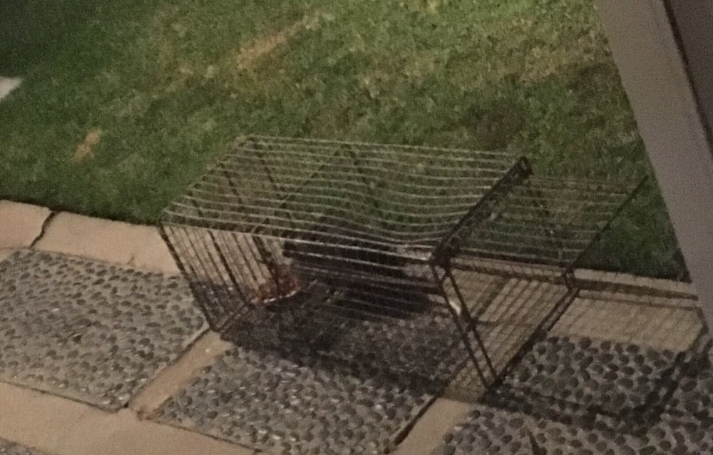 All City Animal Trapping 62 Photos & 414 Reviews Pest Control