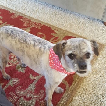 Mobile Dog Grooming Littleton Co Mobile Dog Grooming Littleton Co