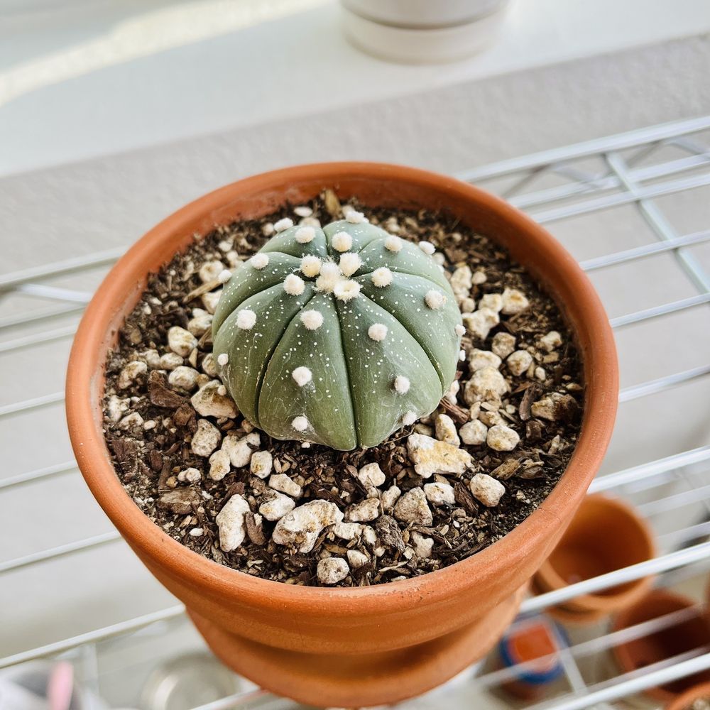 Cactus Mart